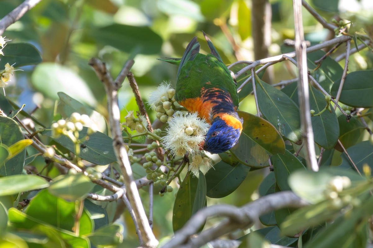 Red-collared Lorikeet - ML642959286