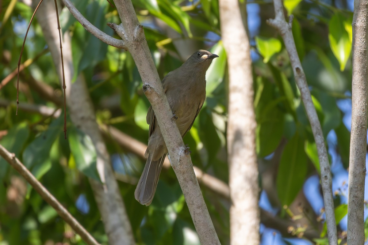White-gaped Honeyeater - ML642959297
