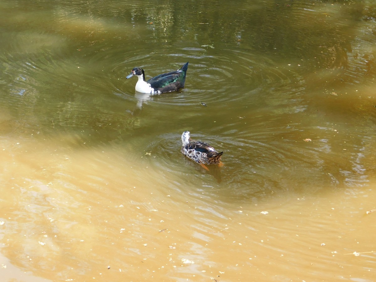 Muscovy Duck (Domestic type) - ML642959300