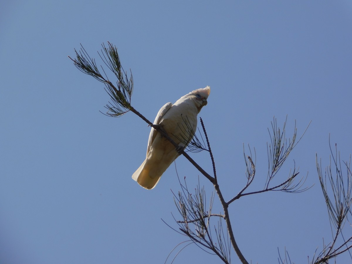Little Corella - ML642959309