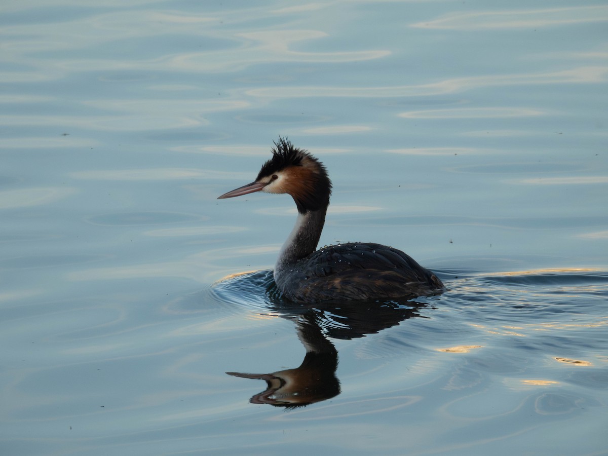 Great Crested Grebe - ML642959327