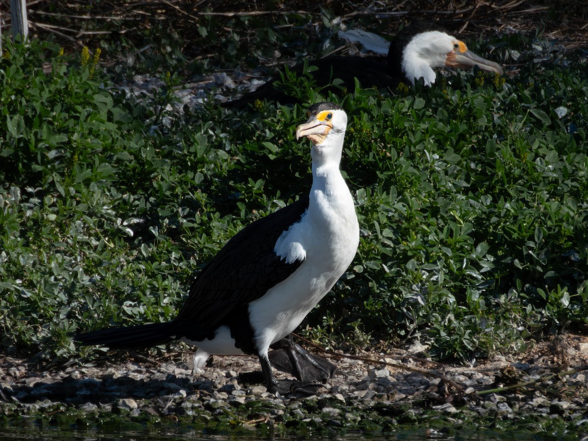 Pied Cormorant - ML642959345