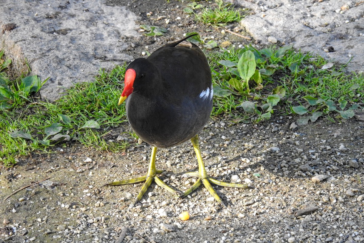 Eurasian Moorhen - ML642959353