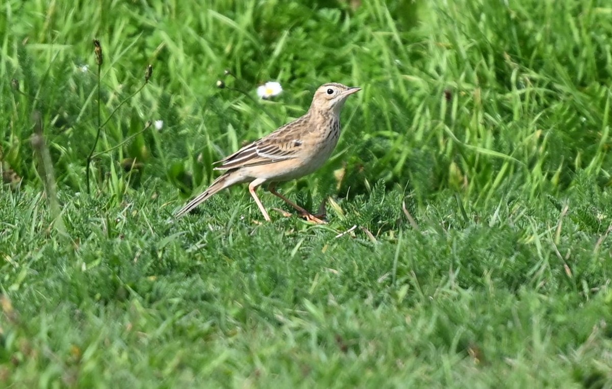 Richard's Pipit - ML642959355