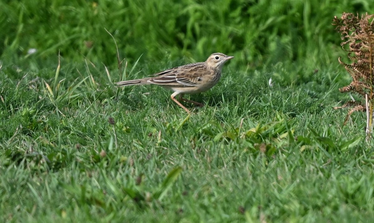 Richard's Pipit - ML642959356