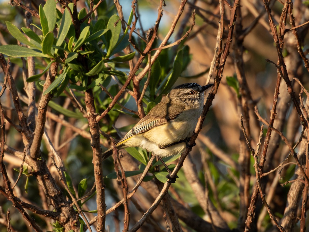 Yellow-rumped Thornbill - ML642959372