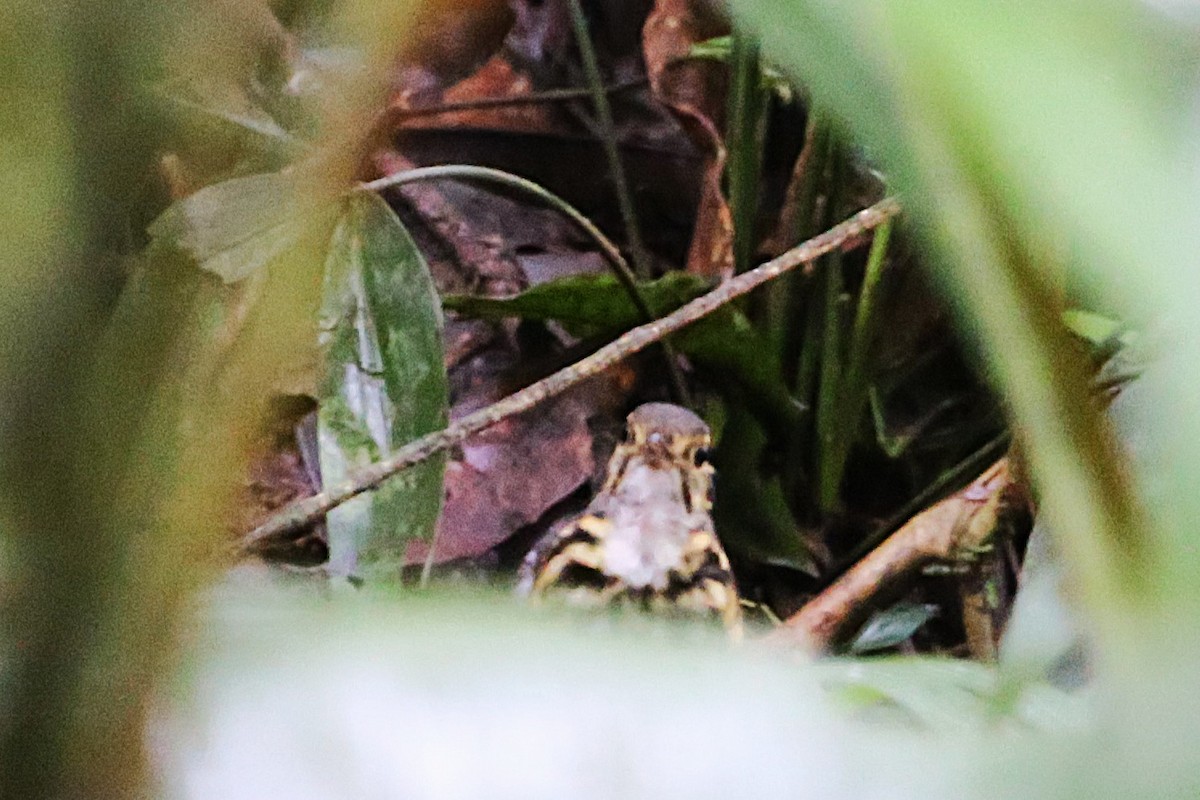 Grallaire à lunettes - ML642959383