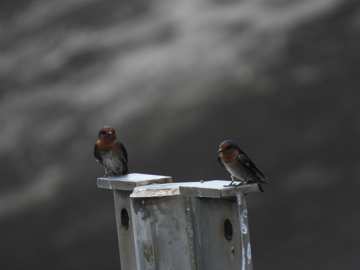 Pacific Swallow - ML642959385