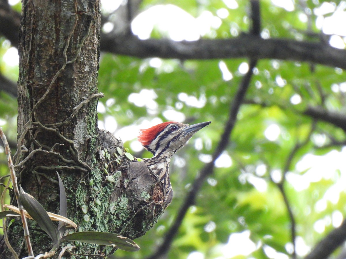 Common Flameback - ML642959394