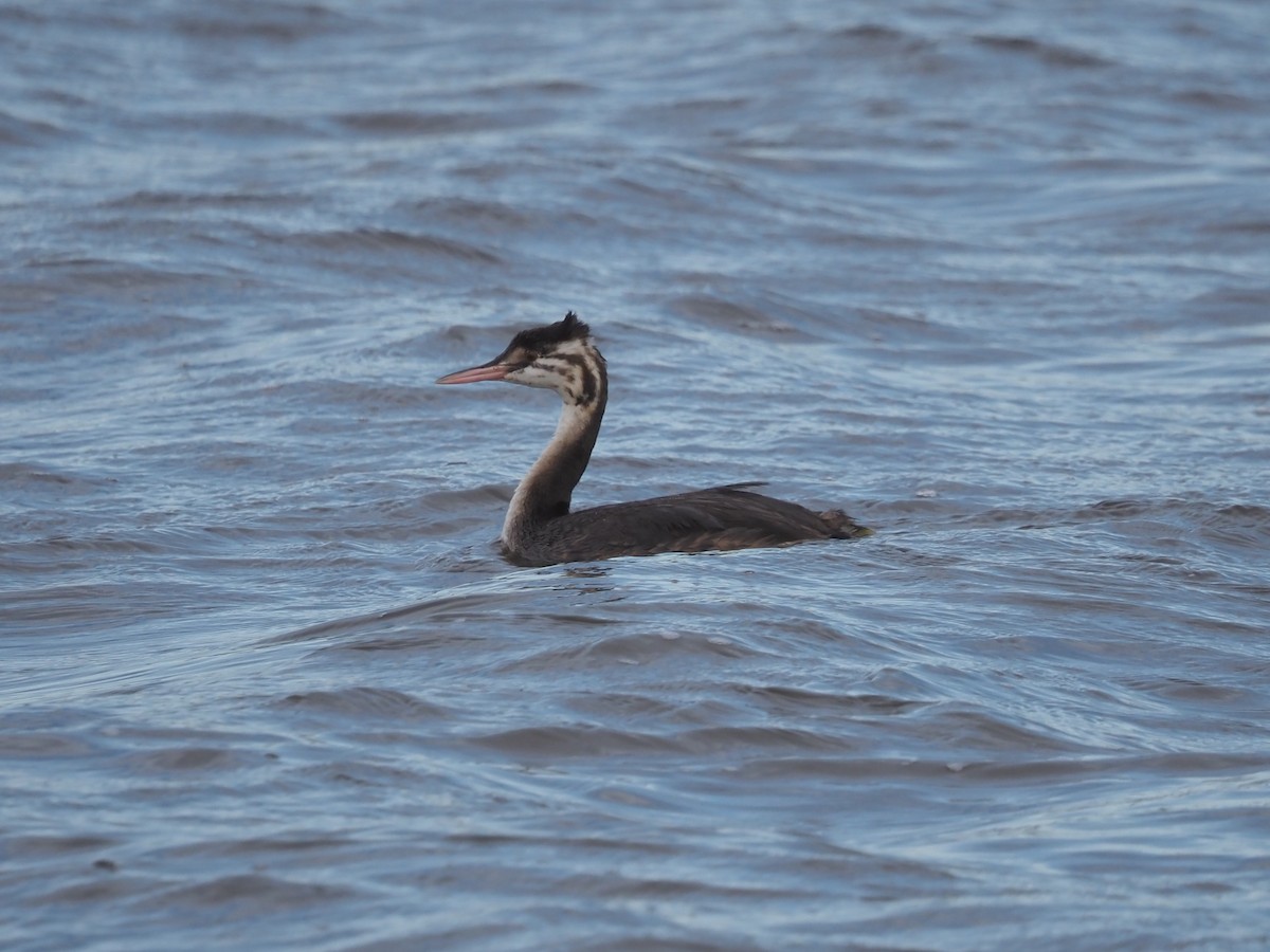 Great Crested Grebe - ML642959404