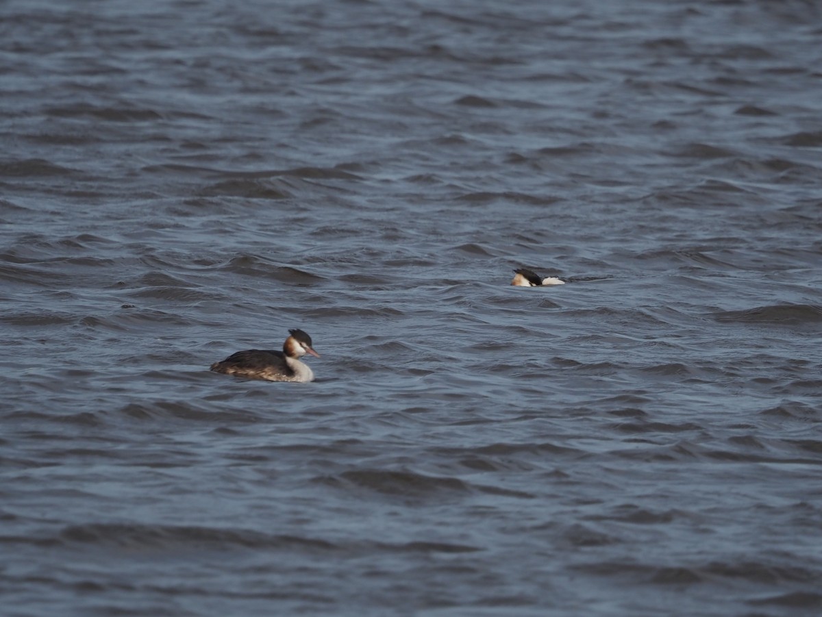 Great Crested Grebe - ML642959405