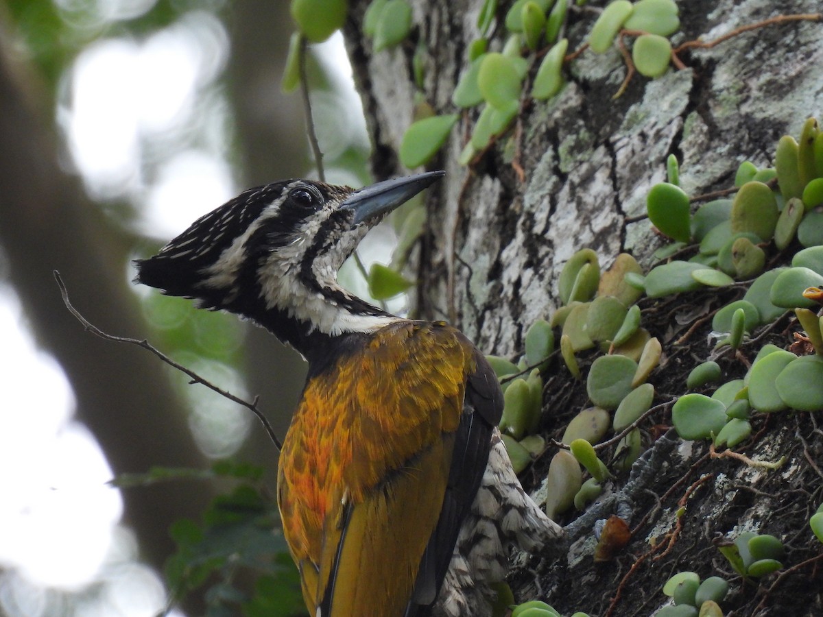 Common Flameback - ML642959412