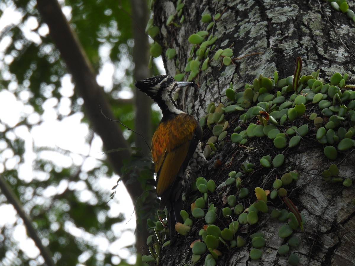 Common Flameback - ML642959414