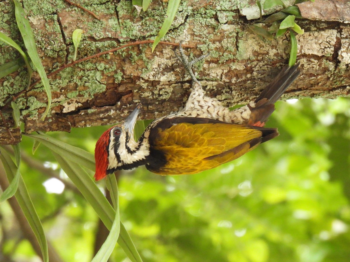 Common Flameback - ML642959417