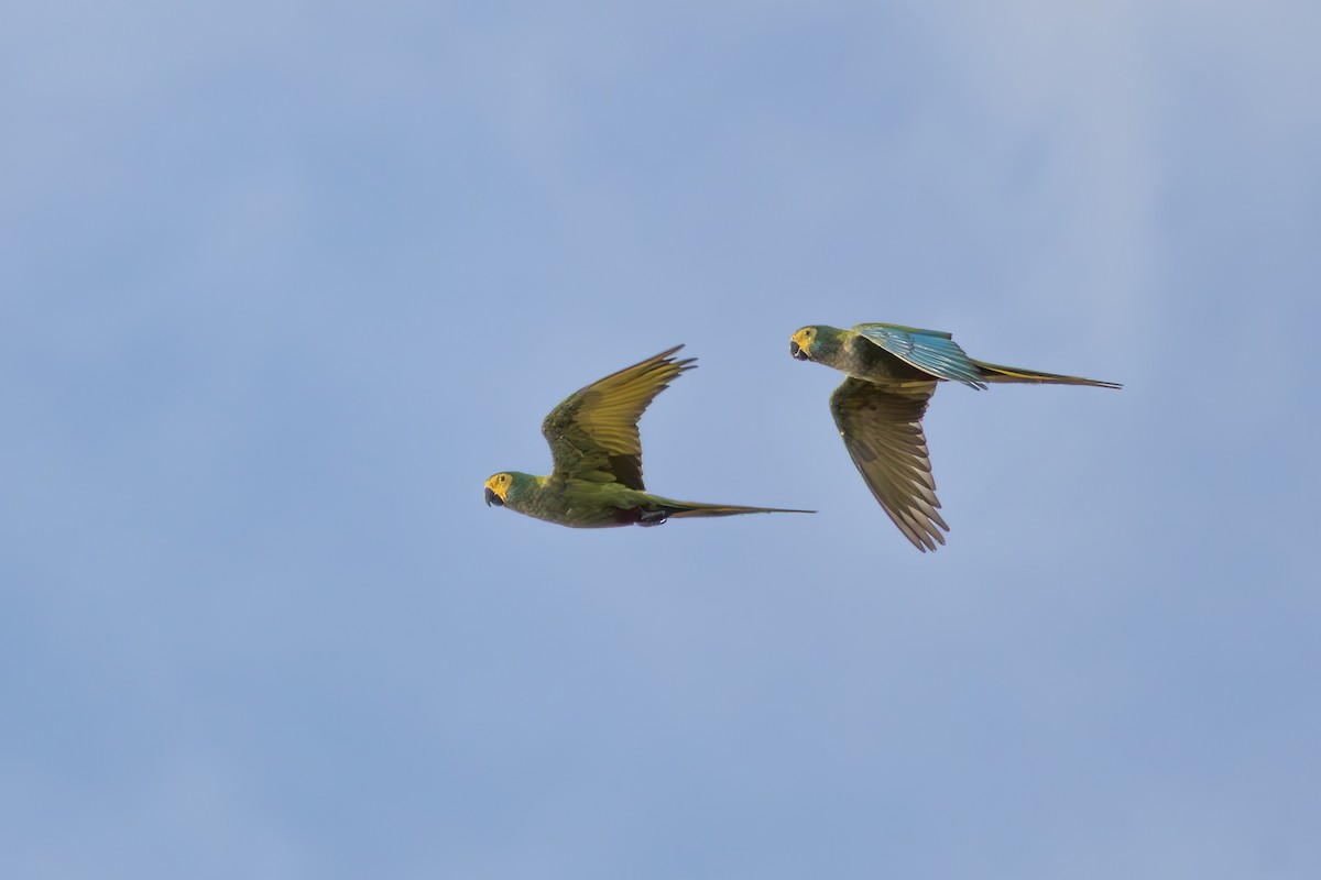 Red-bellied Macaw - ML642959420