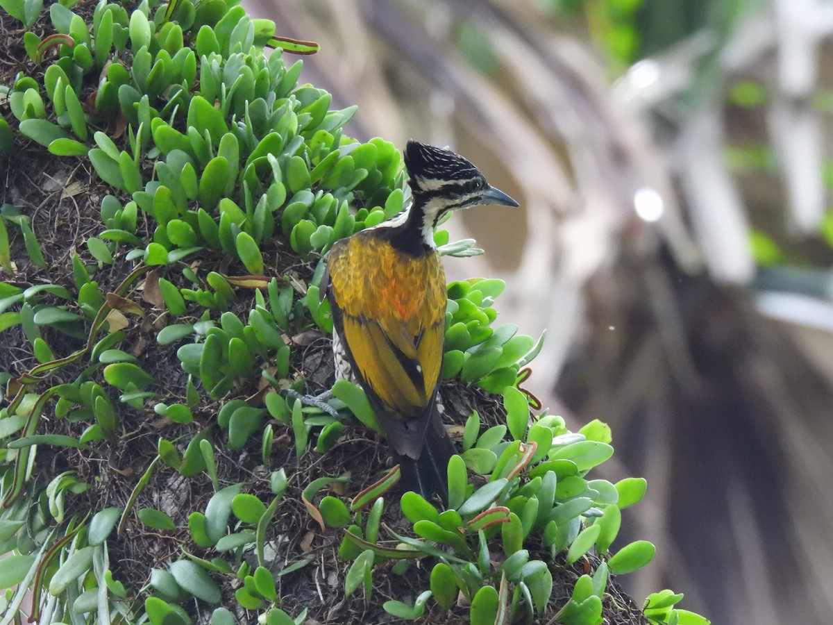 Common Flameback - ML642959422
