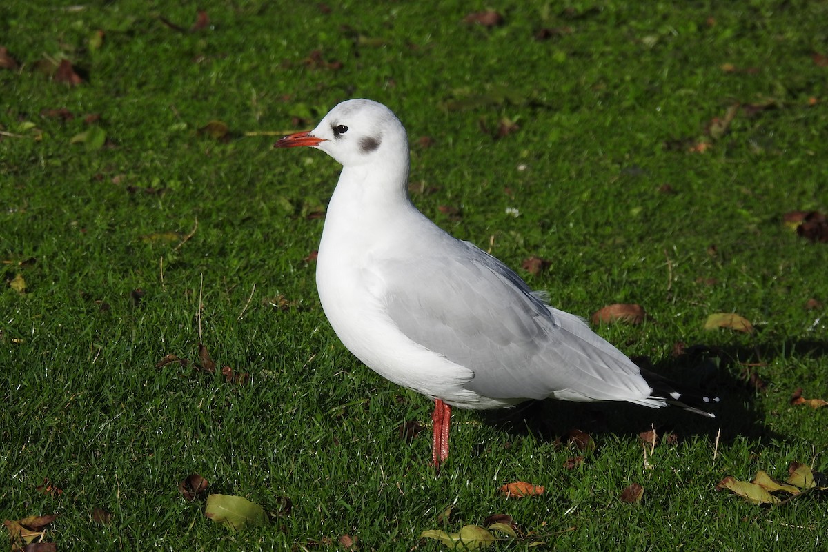 Black-headed Gull - ML642959438
