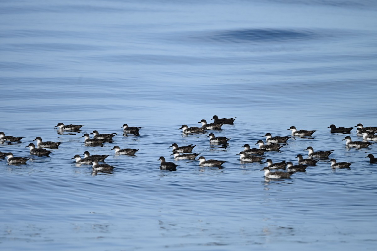 Great Shearwater - ML642959469