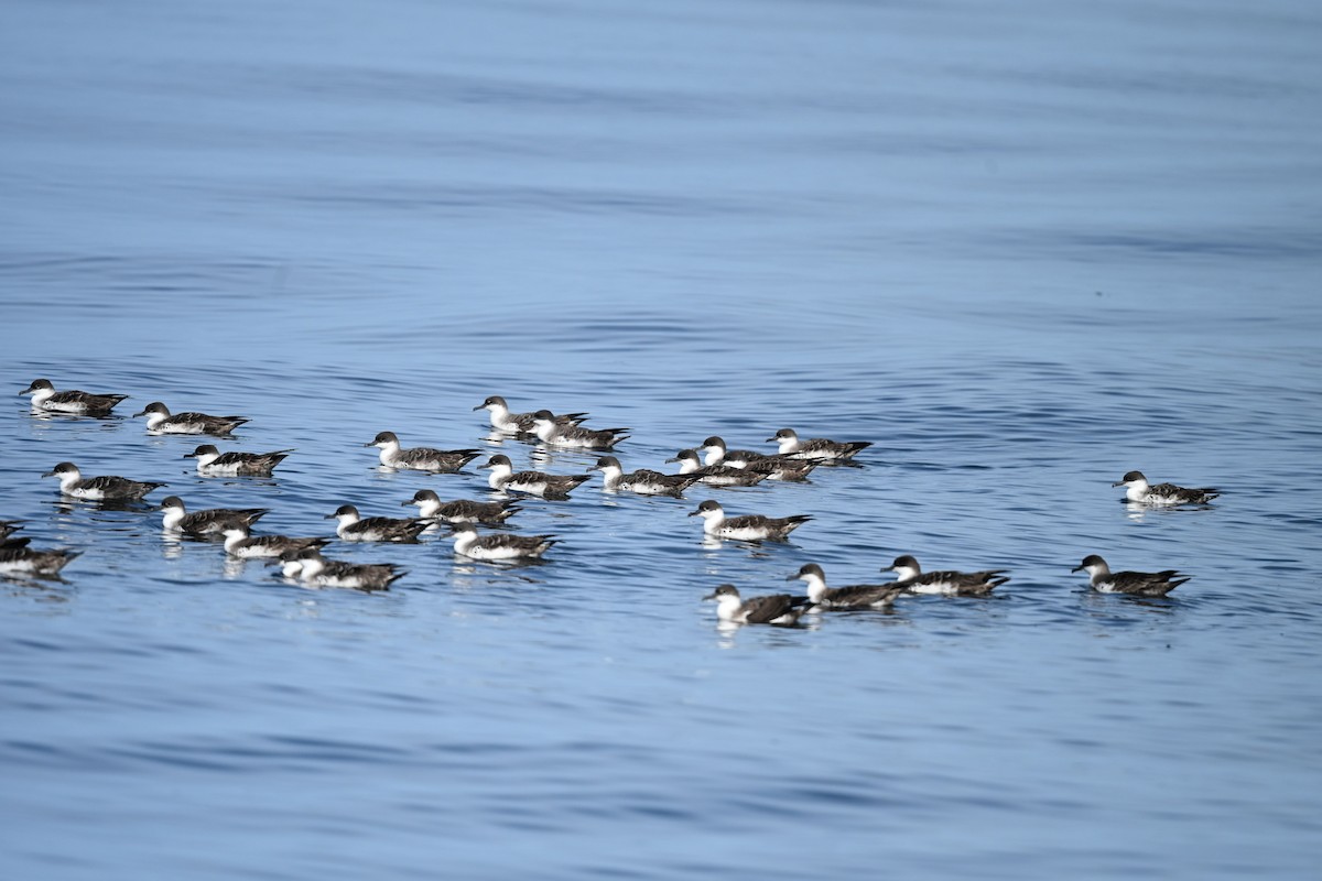 Great Shearwater - ML642959470