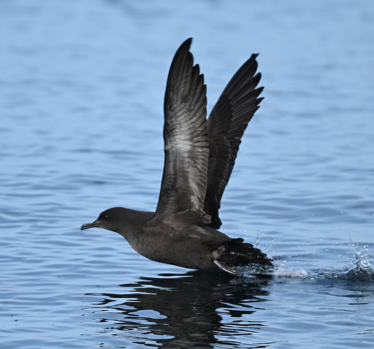 Sooty Shearwater - ML642959471