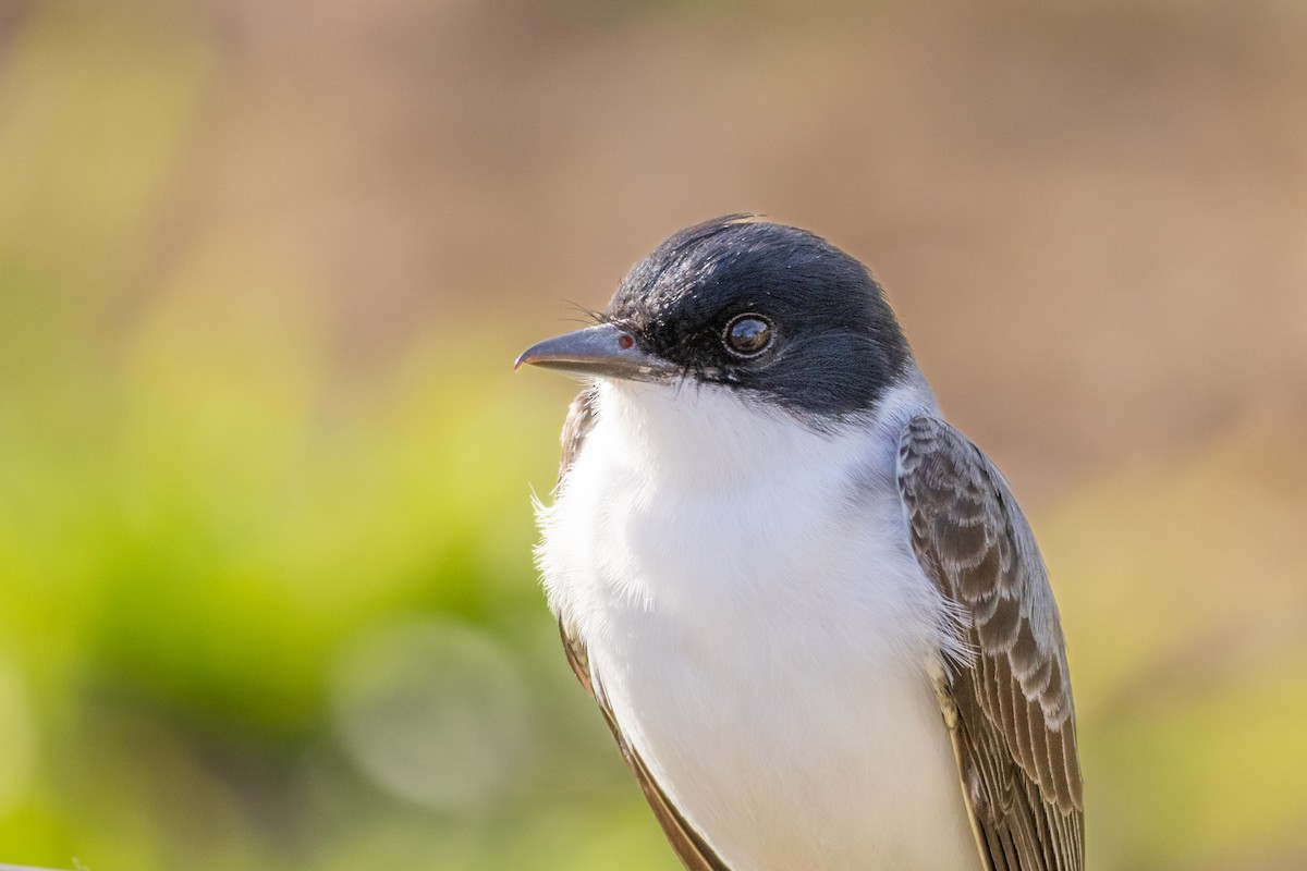 Fork-tailed Flycatcher (savana) - ML642959472