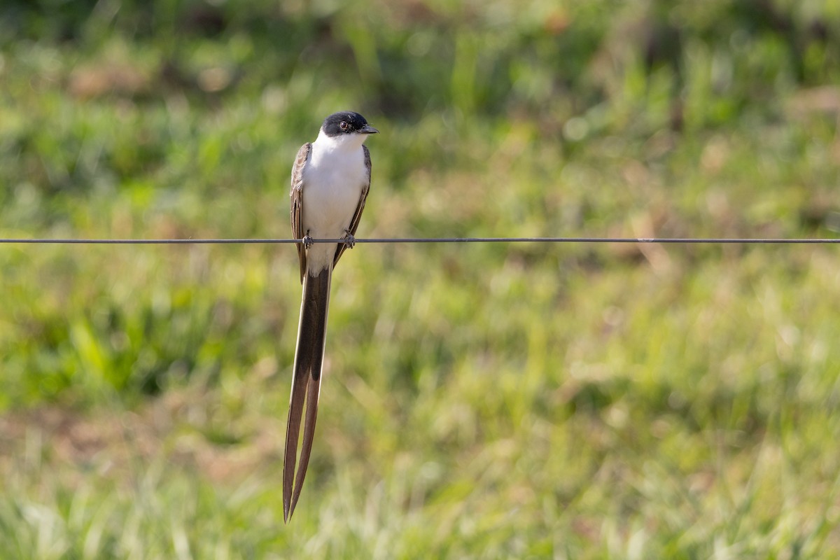 Fork-tailed Flycatcher (savana) - ML642959473