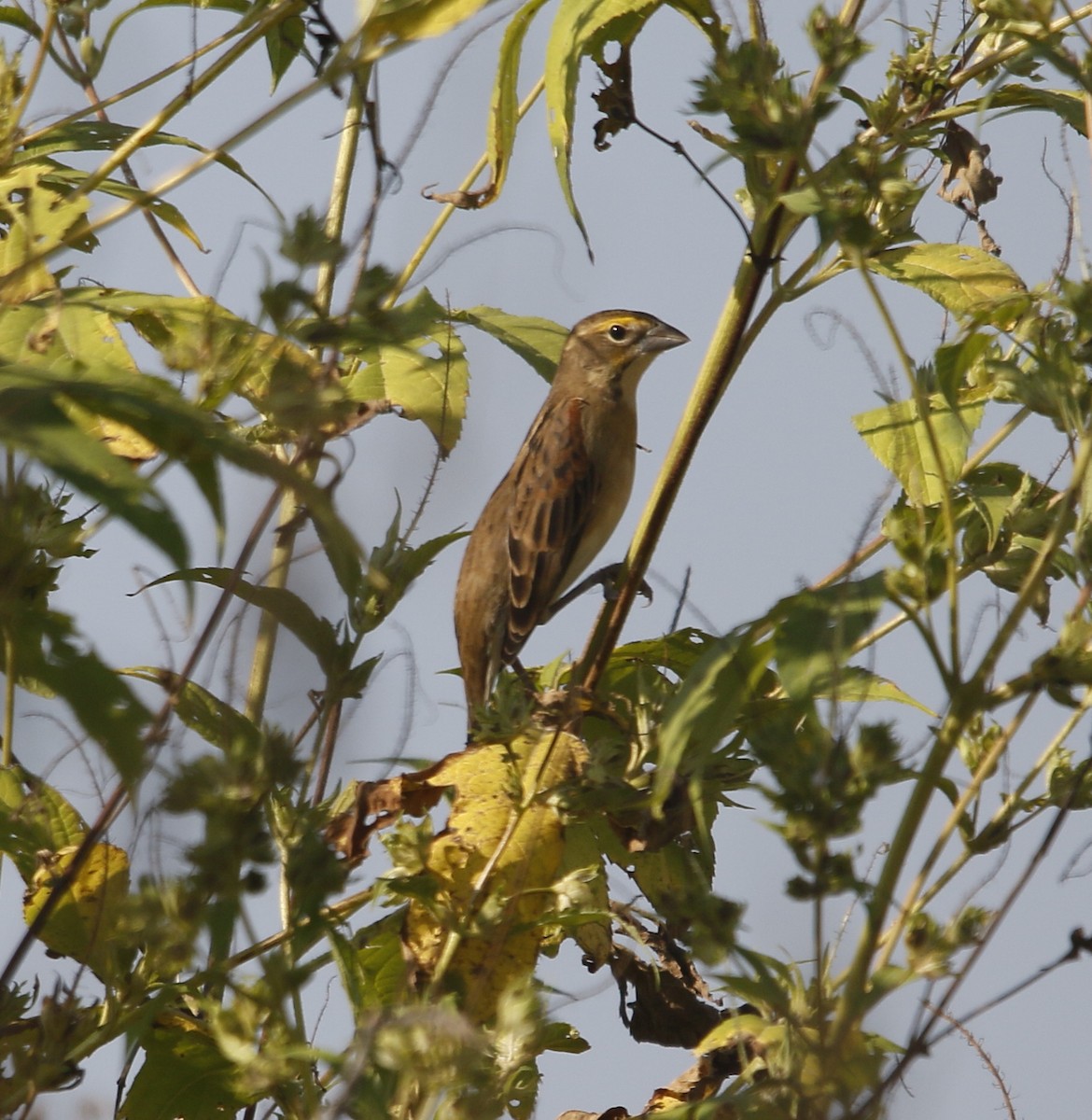 Dickcissel - ML642959476