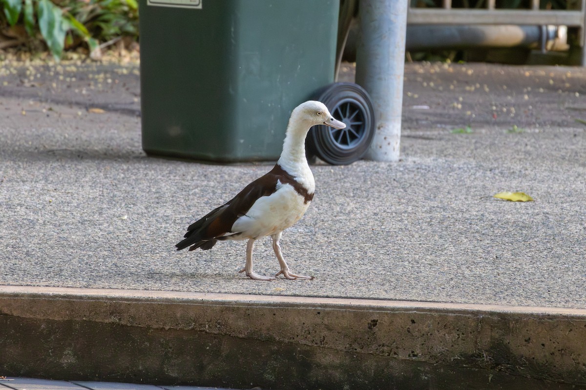 Radjah Shelduck - ML642959477