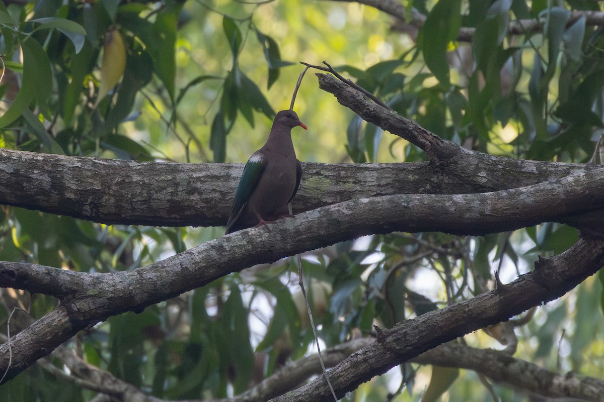 Pacific Emerald Dove - ML642959486