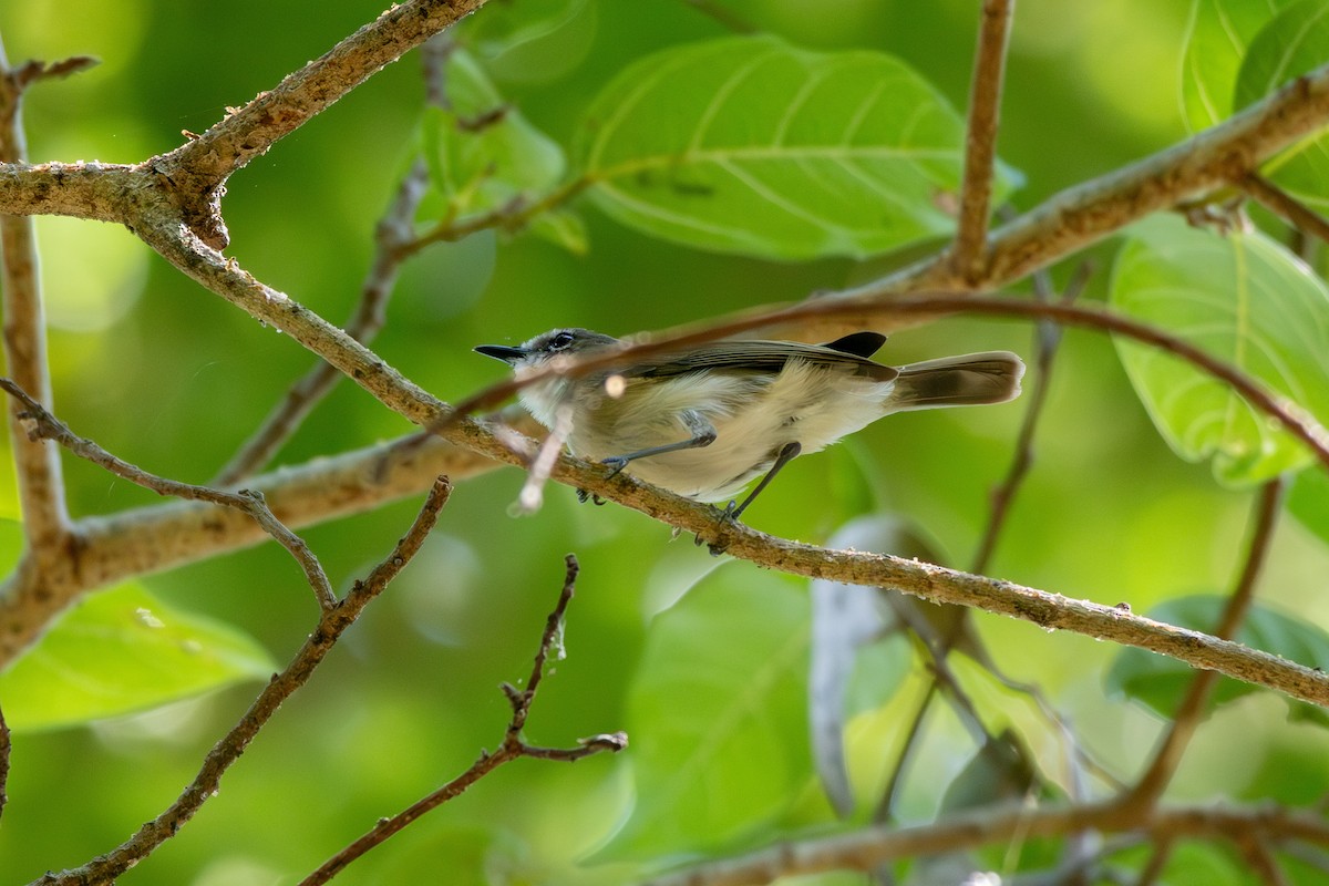 Large-billed Gerygone - ML642959506