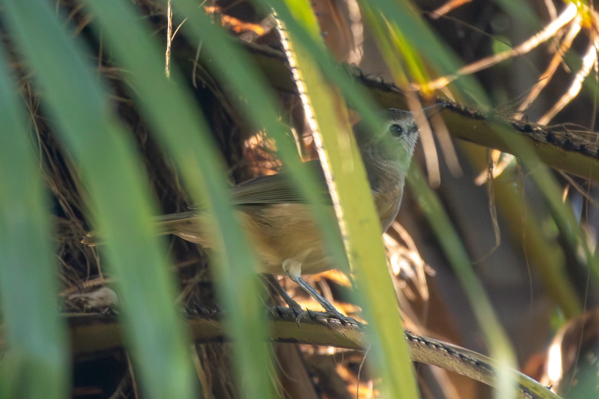 Arafura Shrikethrush - ML642959513