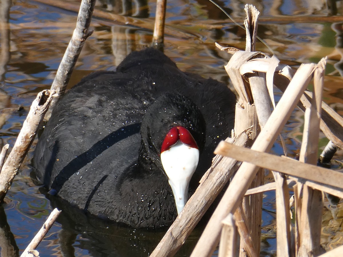 Red-knobbed Coot - ML642959523