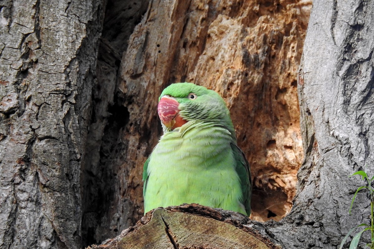 Rose-ringed Parakeet - ML642959528