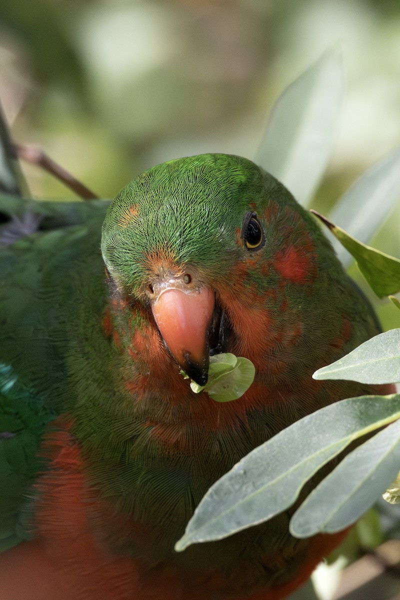 Australian King-Parrot - ML642959554