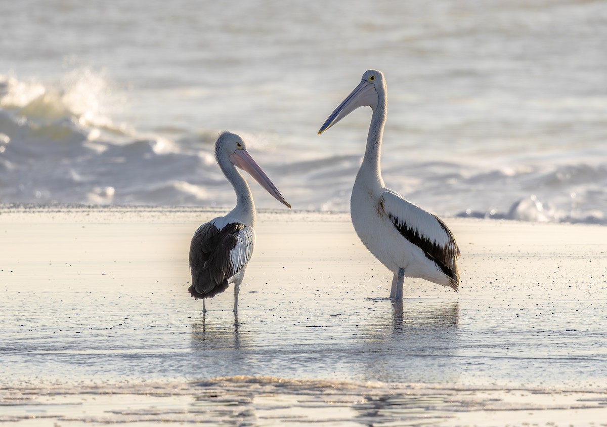 Australian Pelican - ML642959555