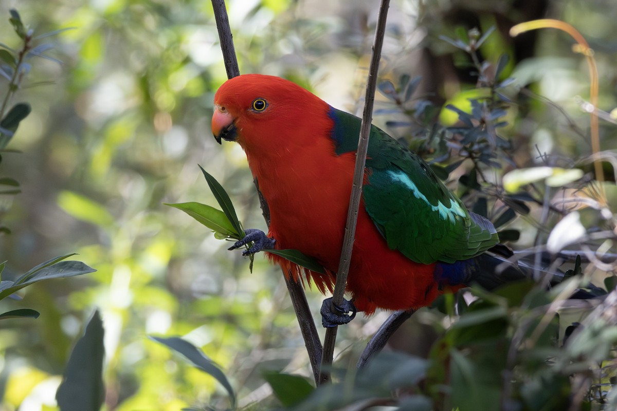 Australian King-Parrot - ML642959559