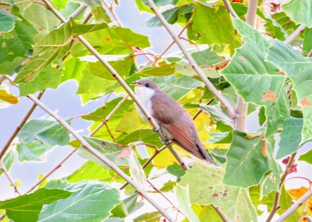 Yellow-billed Cuckoo - ML642959573