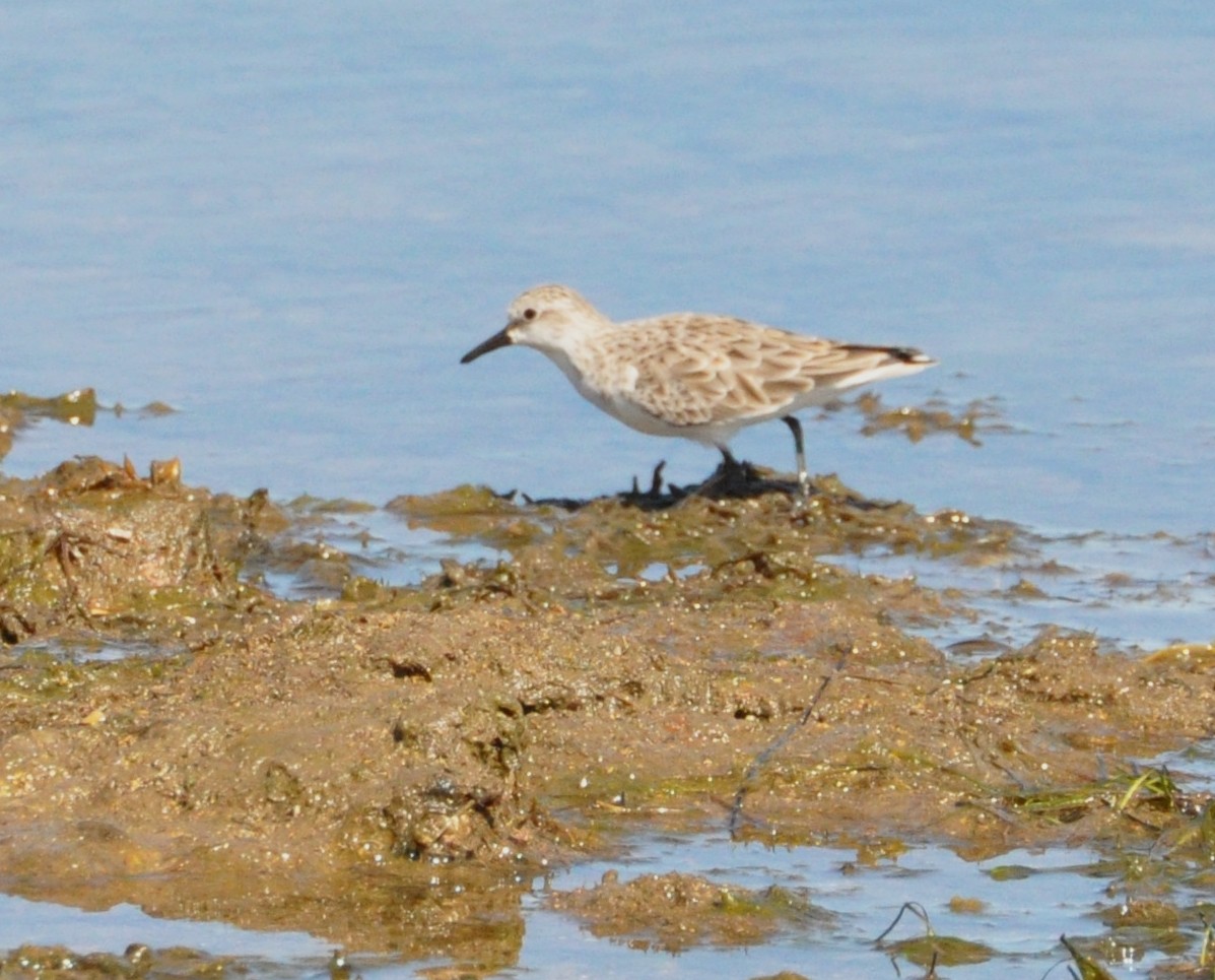 Red-necked Stint - Michael Louey