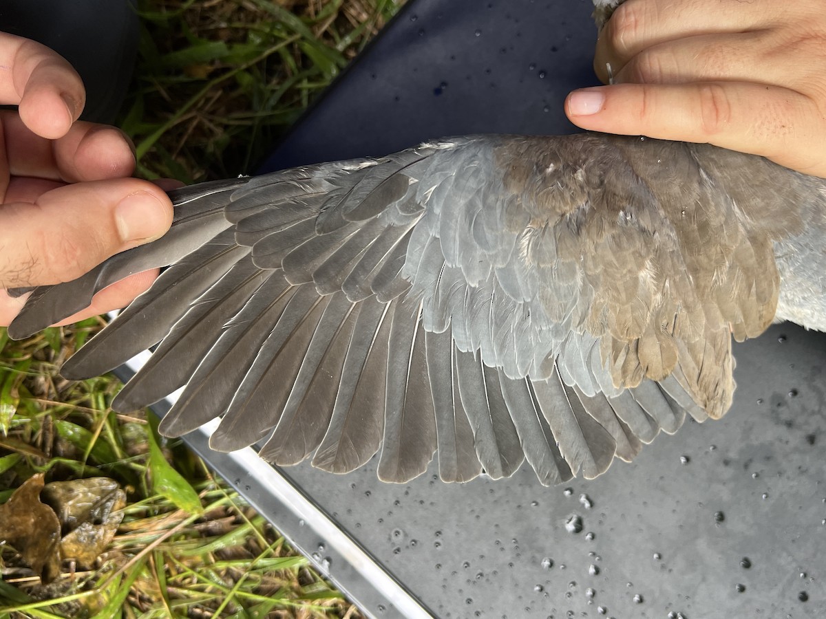 フィリピンシラコバト - ML642959576