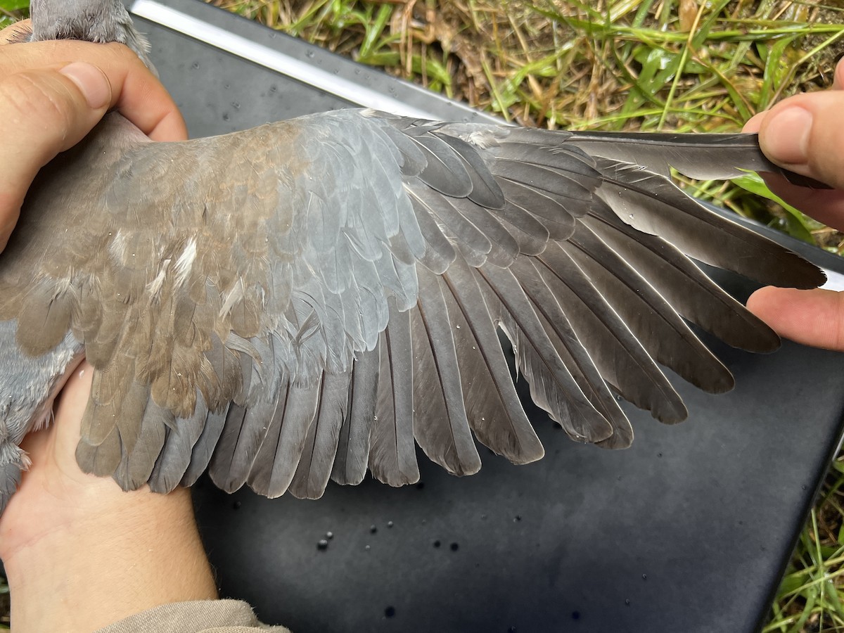 フィリピンシラコバト - ML642959577