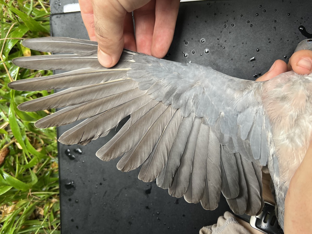 フィリピンシラコバト - ML642959578