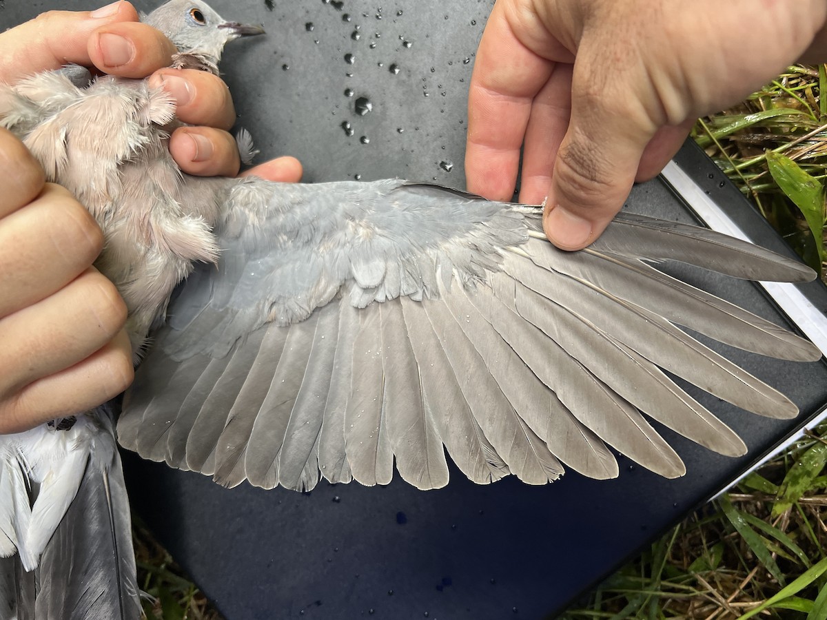 フィリピンシラコバト - ML642959579