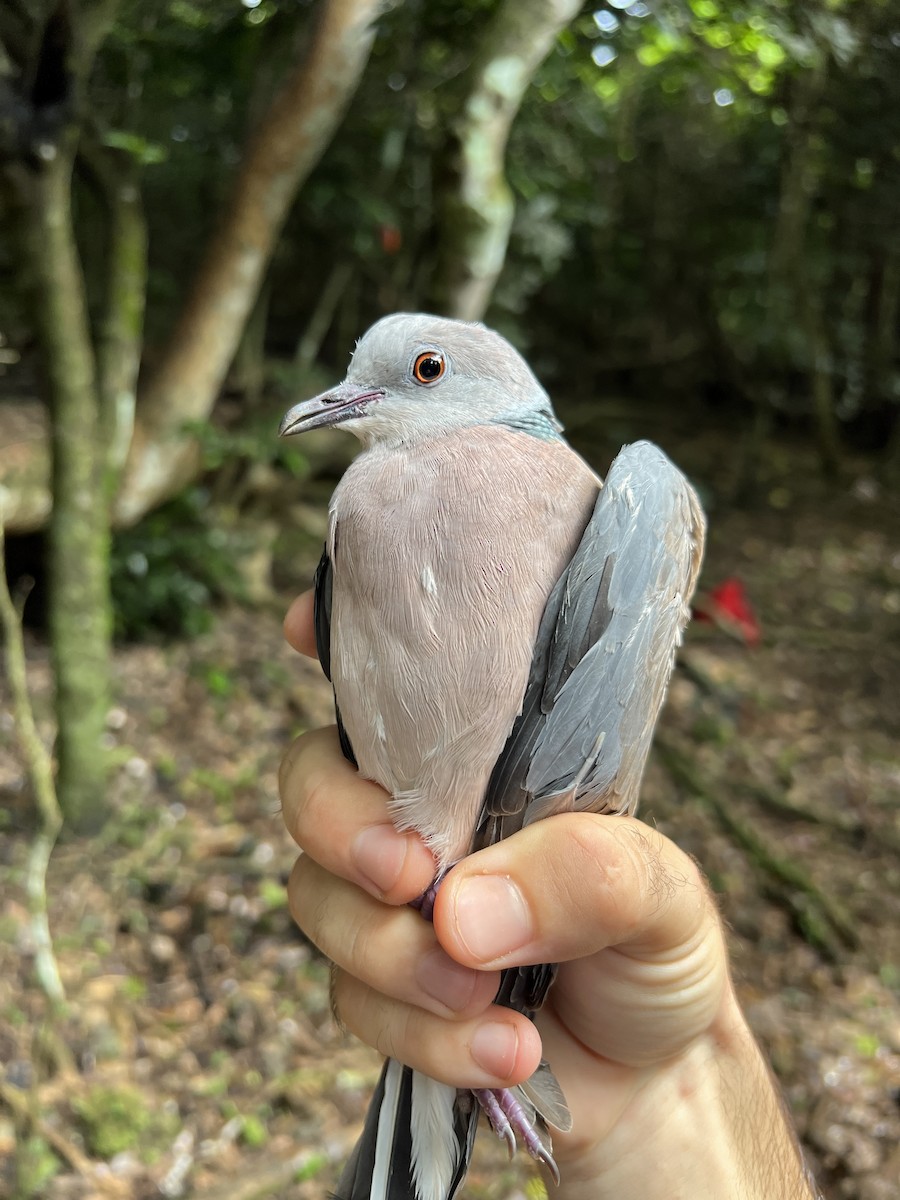 フィリピンシラコバト - ML642959580