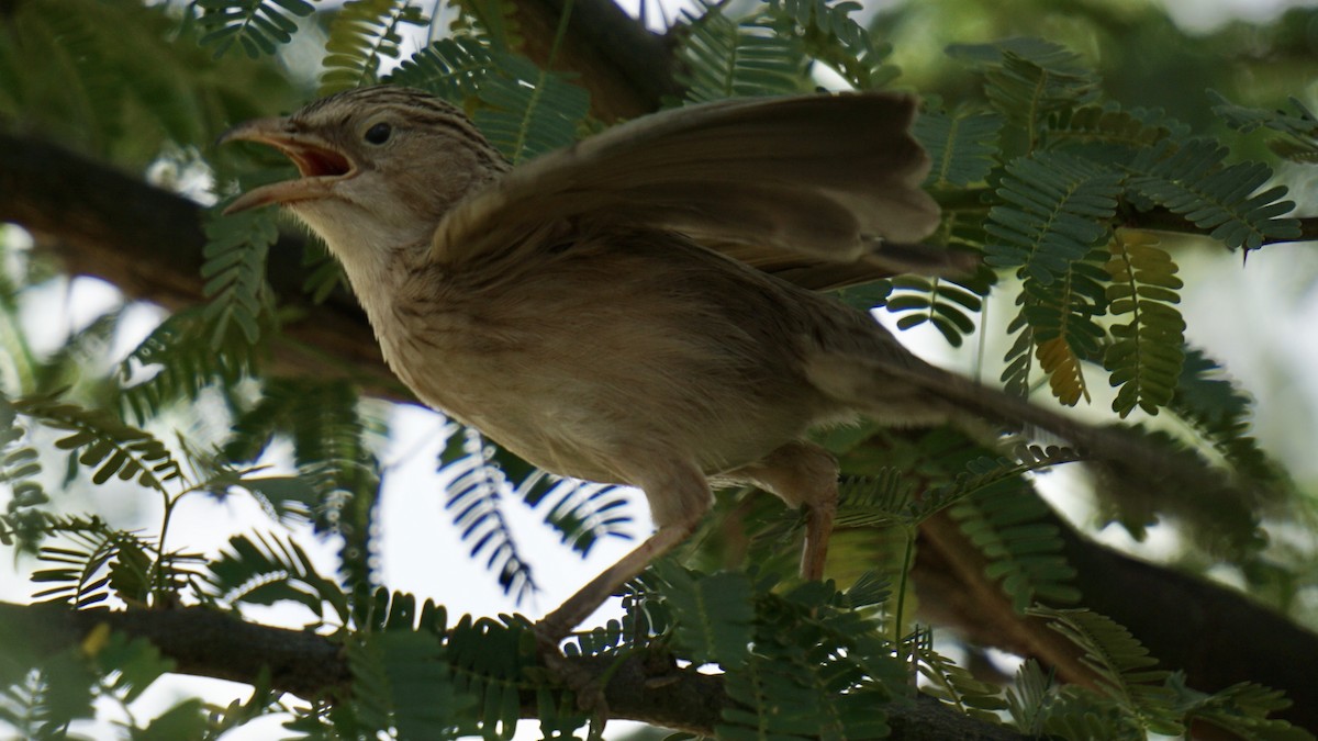 Common Babbler - ML642959609