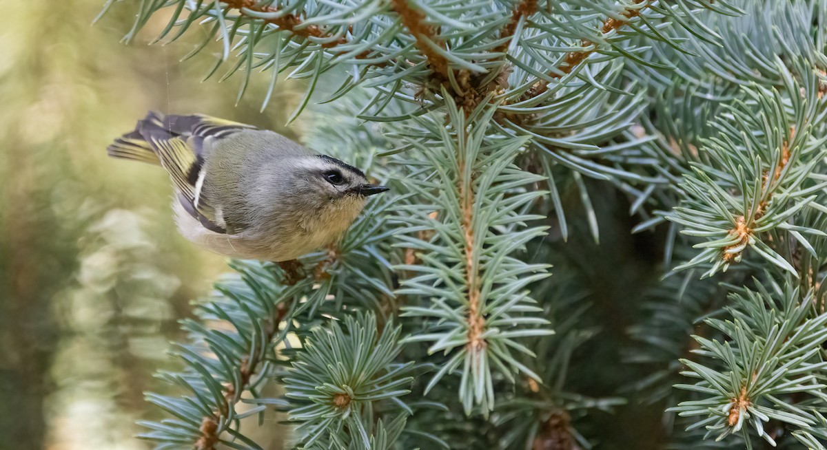 Golden-crowned Kinglet - ML642959643