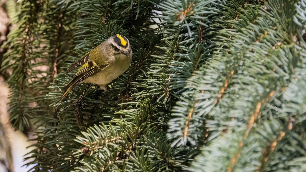 Golden-crowned Kinglet - ML642959644