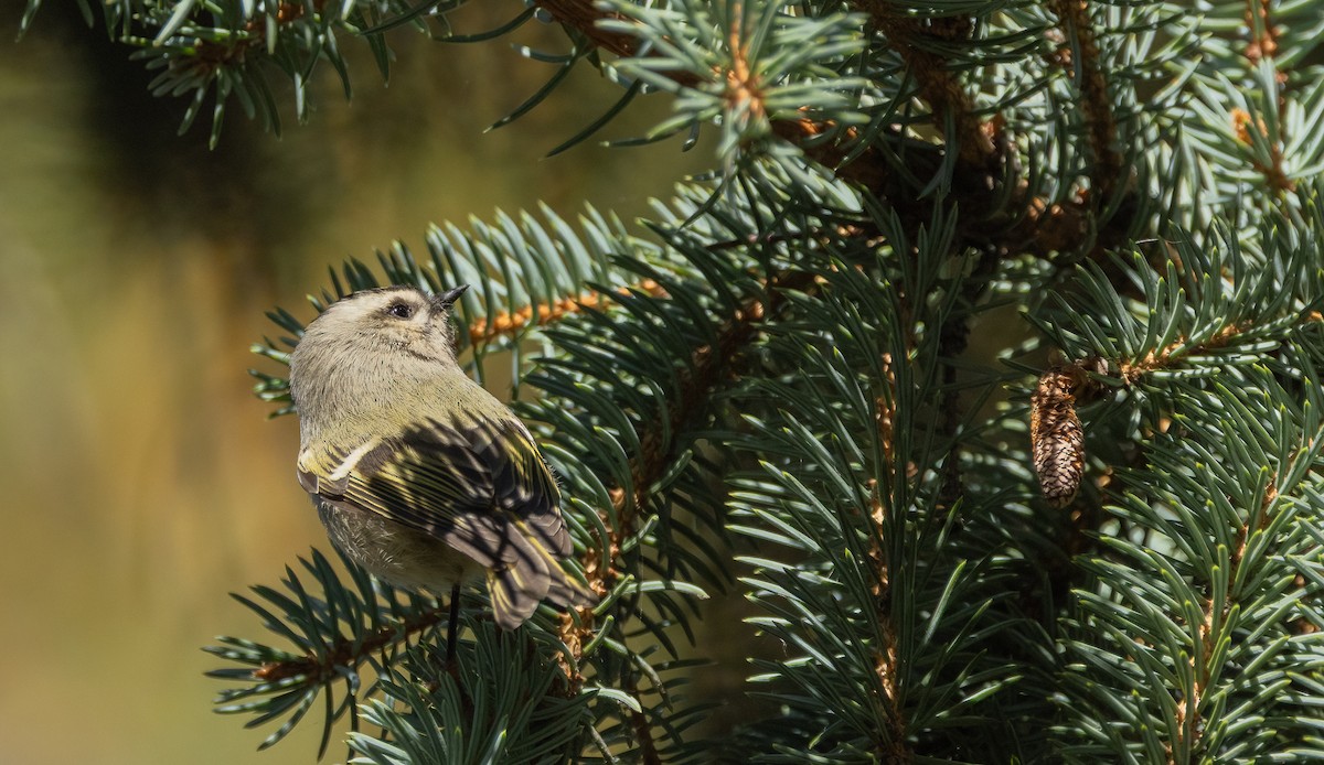 Golden-crowned Kinglet - ML642959645