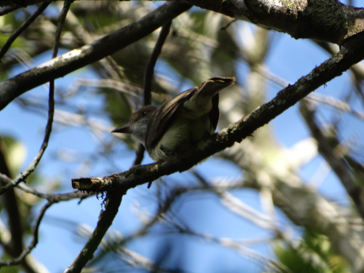 Swainson's Flycatcher - ML642959650