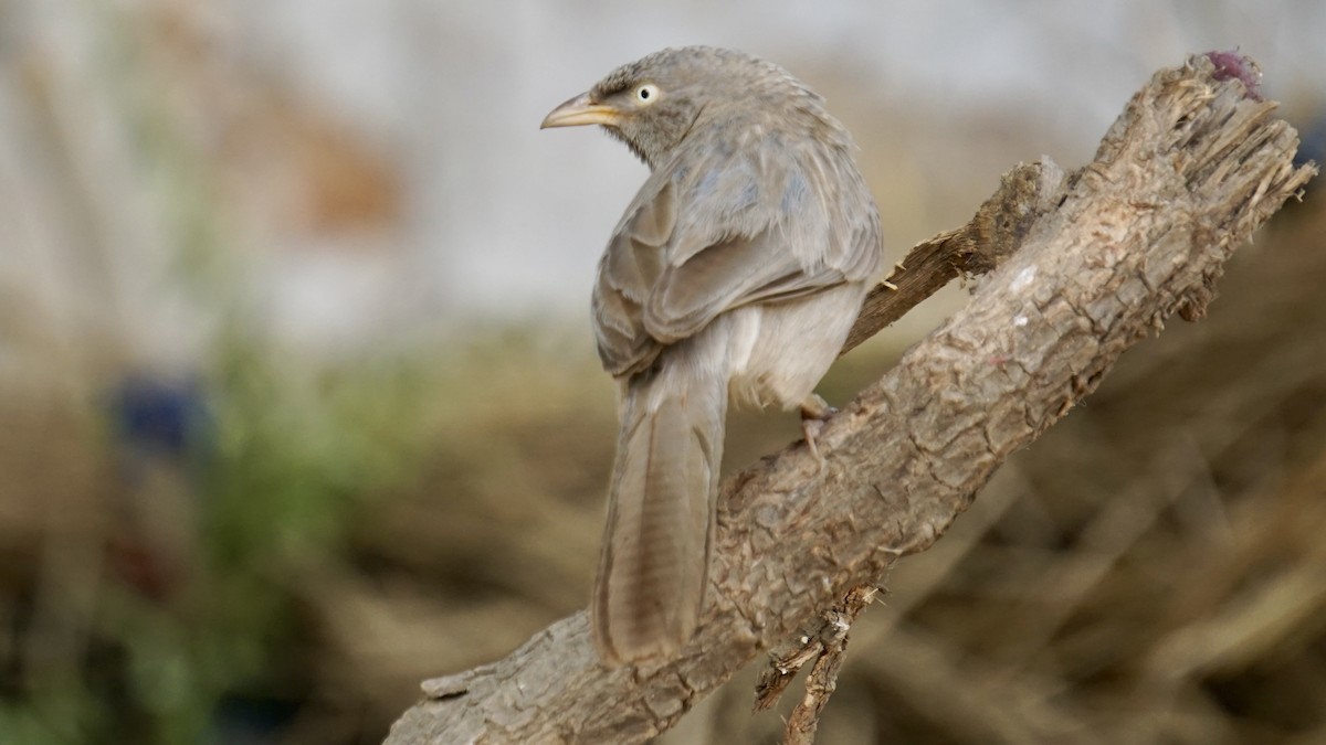 Jungle Babbler - ML642959676