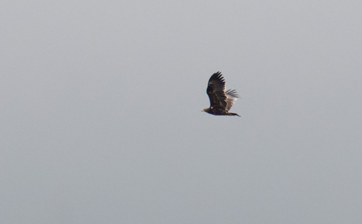 Greater Spotted Eagle - ML642959684